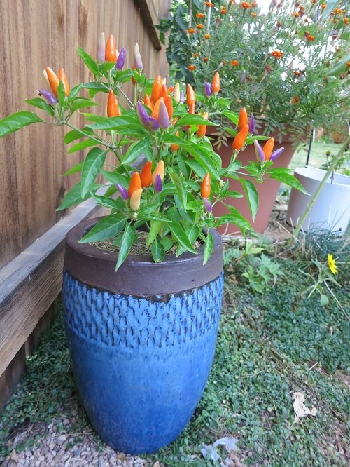Incredible Plants That Grow in a 12-Inch Container