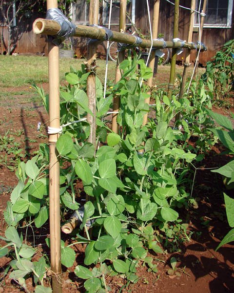  grow One Vegetable To Have Many in garden 