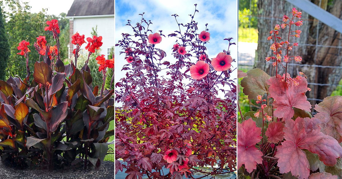 9 Plants With Red Foliage and Flowers