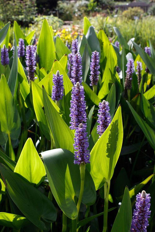 Louisiana Swamp Flowers in water 2