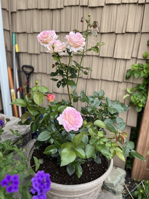 Problems With Roses in Pots