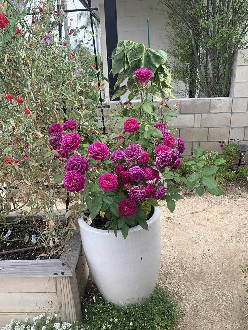 Problems With Roses in Pots 7