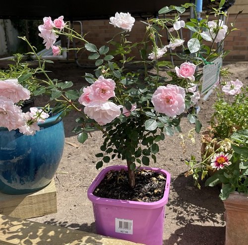 Problems With Roses in Pots 3