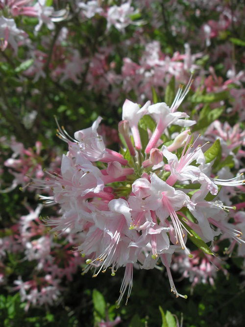 Swamp Flowers that Grow in Bogs and marshes 5