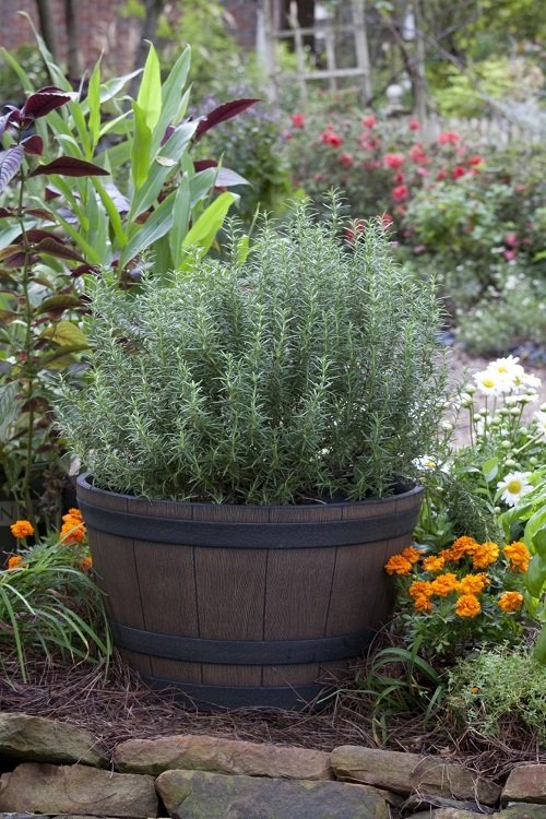 Incredible Plants That You Can Grow in a 12-Inch Pot in garden