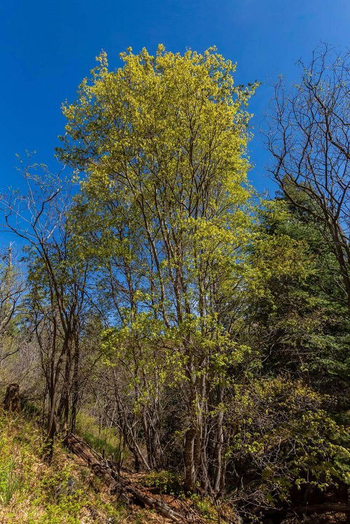 Ravishing trees in nature 