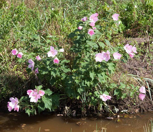 Swamp Flowers that Grow in Bogs and marshes.