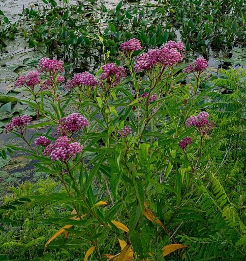 Common Louisiana Swamp Flowers 3
