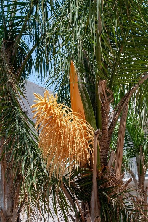 Amazing Palm Trees that Flower 