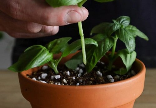Unlimited Basil Plants in one pot 