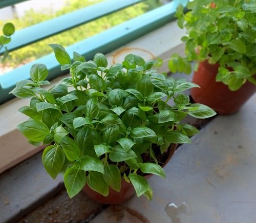 Multiply Your Basil Plants 