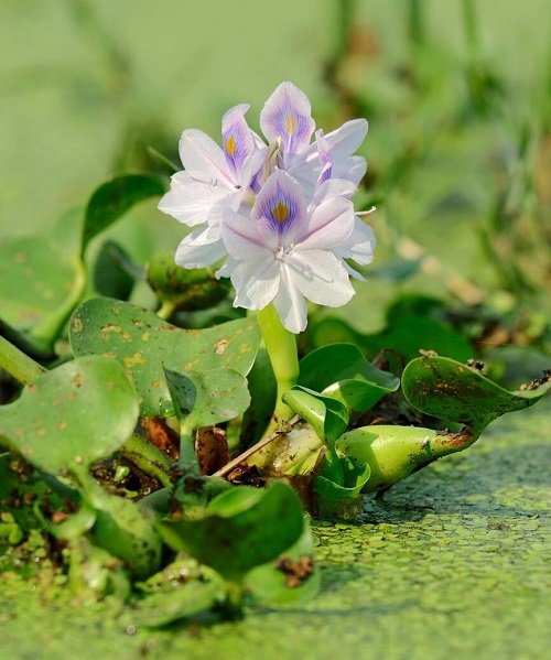 Louisiana Swamp Flowers 8