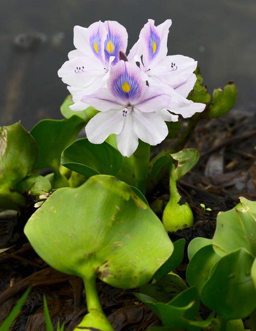 Swamp Flowers that Grow in Bogs 3