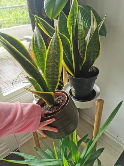 Snake Plant Leaves Turning Yellow? 9 Reasons and Solutions | Balcony ...