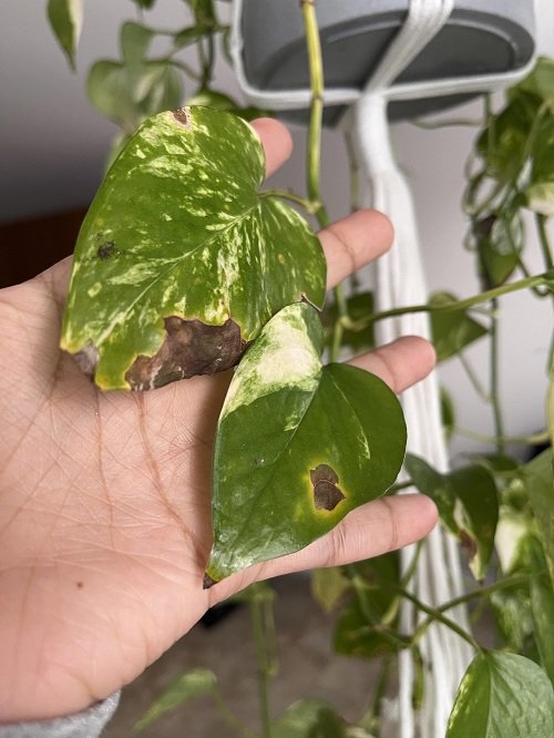 pothos with black and limp leaves 