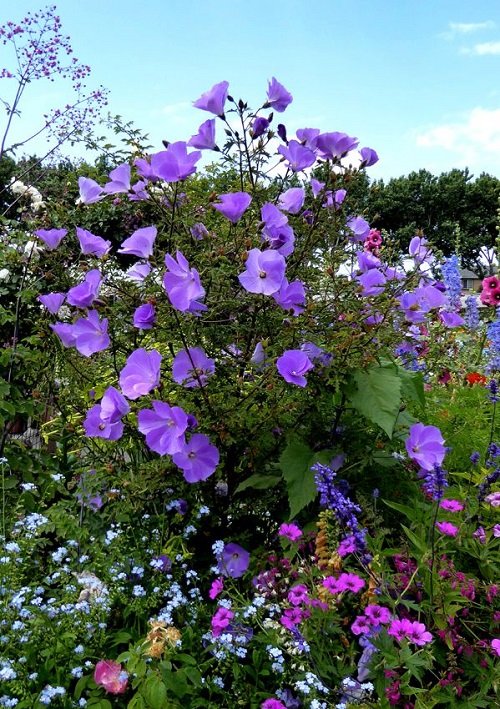 Bushes With Blue Flowers in garden 