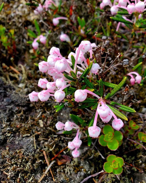 blooms  that Grow in Bogs and marshes 