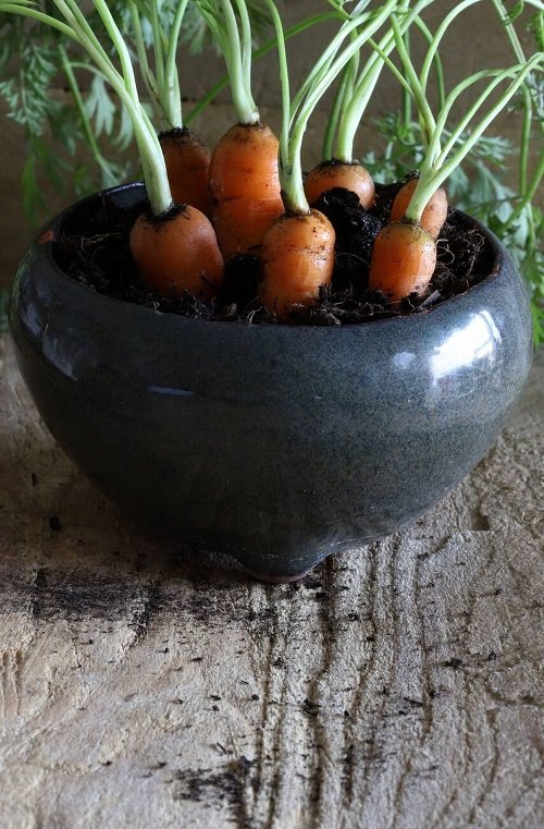 Amazing Vegetables With Shallow Roots To Grow In Small Pots