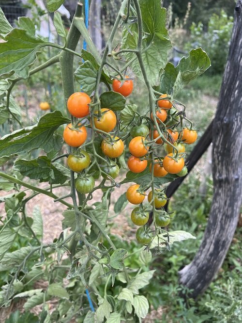 Growing Tomatoes in a right way 34