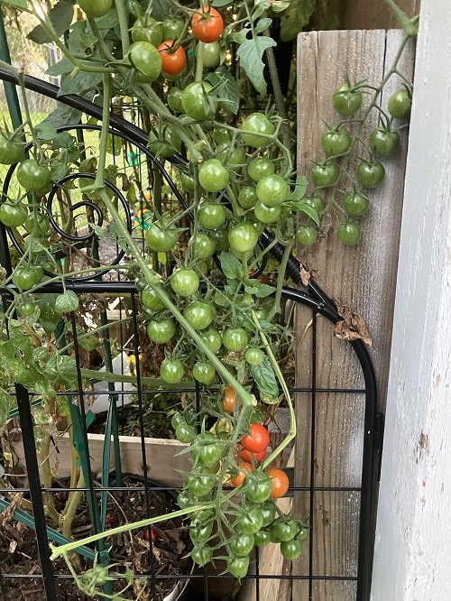 Growing Tomatoes trellis in garden 78