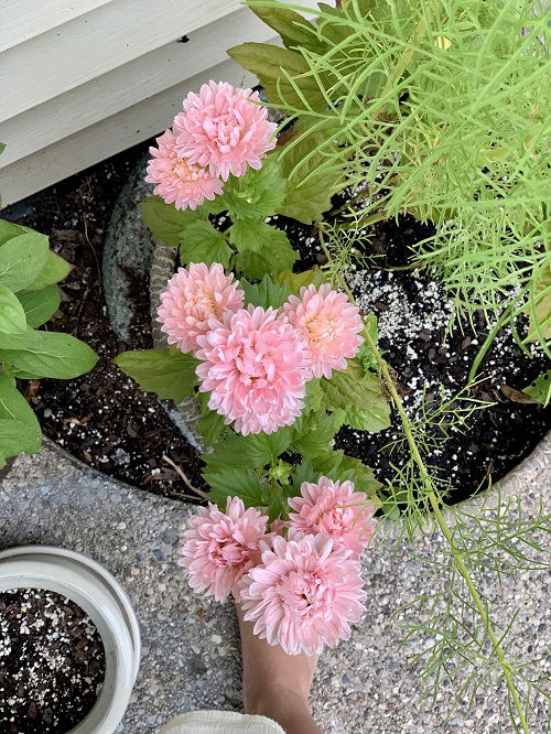 china aster flowers in garden