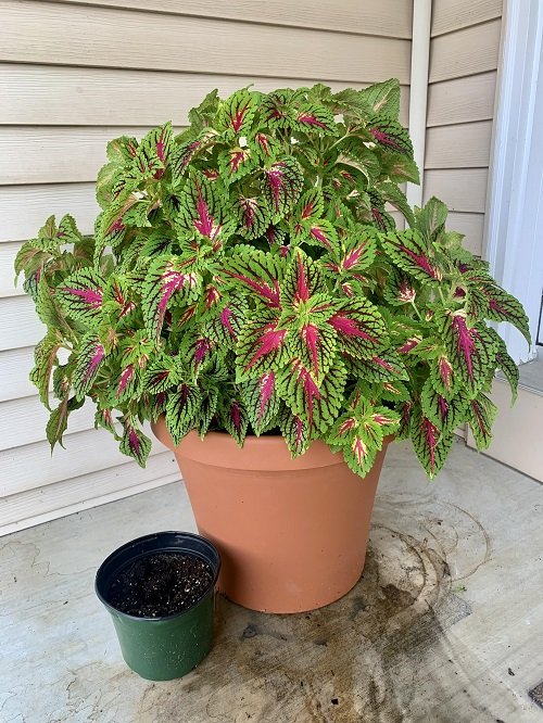 coleus plant in pot 