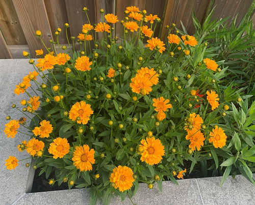 flowers that look like zinnia 1