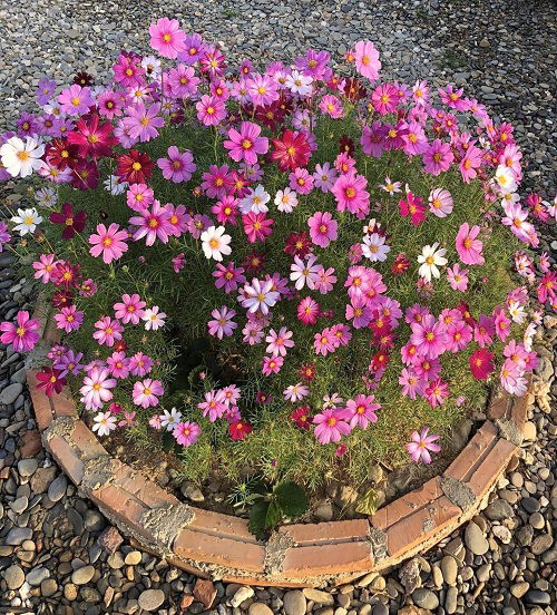 flowers that look like zinnia 2