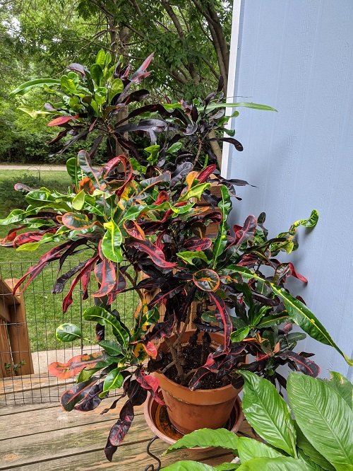 croton plant growing in a pot 