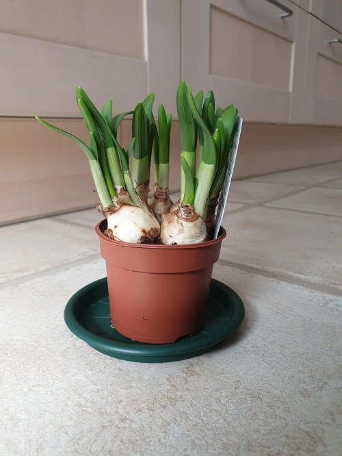growing daffodil bulbs in container pot