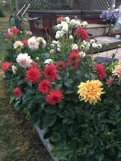 flowers that look like zinnia 3