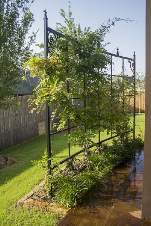 Trellis for honeysuckle vine 2