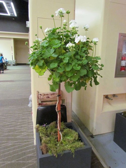 Geranium Tree indoor 5