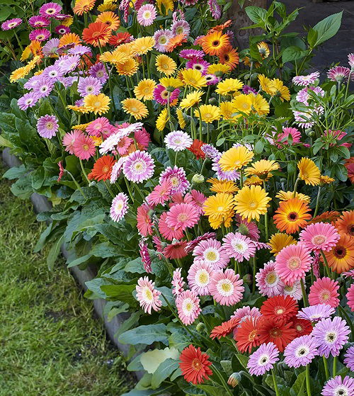 gerbera daisy flowers in garden