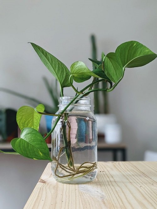 Root Pothos Cuttings in Water pot 