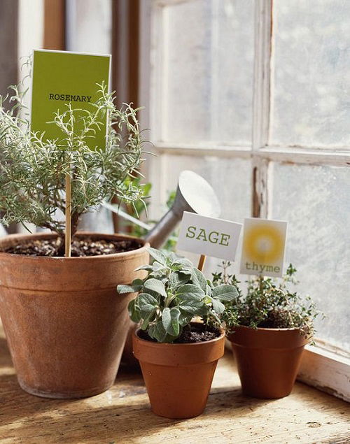 Sage Plant Care in Winter