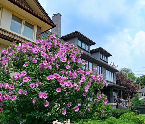 Beautiful Flowers for Home's Curb Appeal
