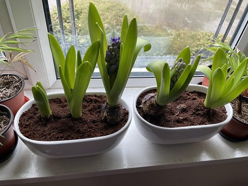 growing hyacinth bulbs in container
