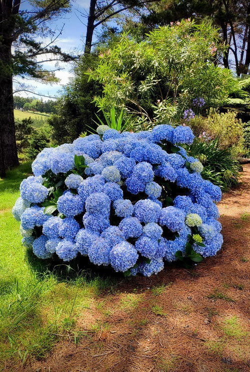 different Ways to Grow Hydrangeas