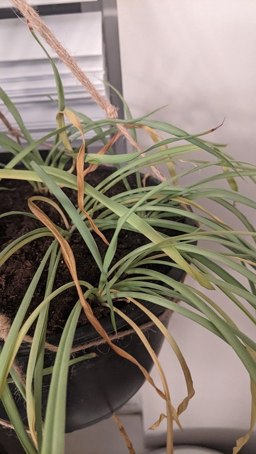 Spider Plant Leaves Breaking and Splitting 2