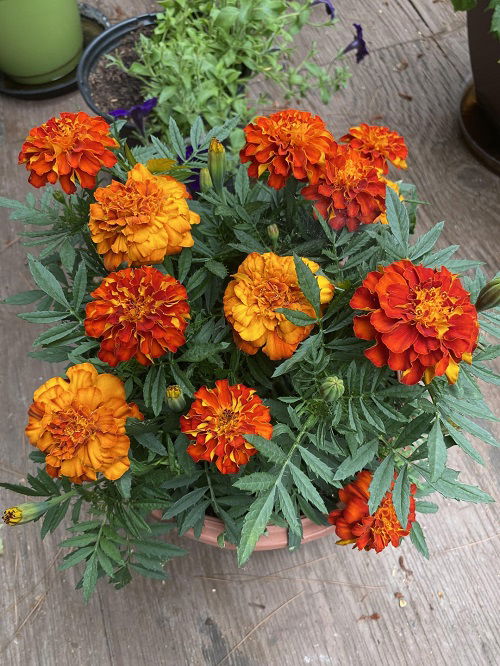 marigold flowers in garden full bloom 