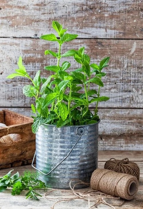 Crush These Plants' Leaves and Breathe in Their Amazing Benefits