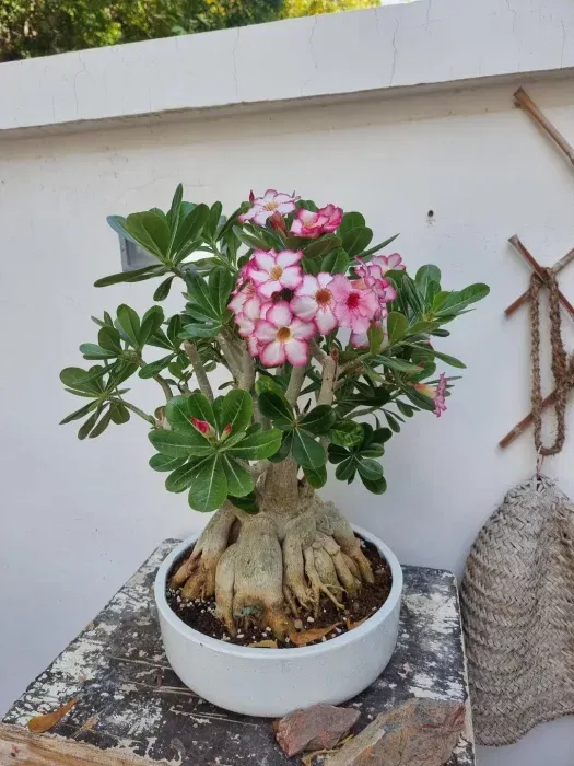 Beautiful Plants that Naturally Look Like Bonsai 