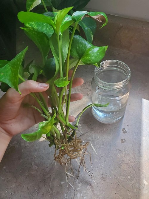 Root Pothos Cuttings Faster 3