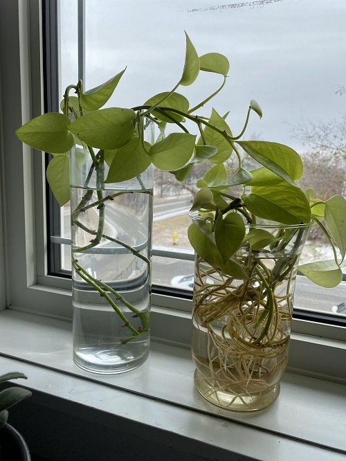 Root Pothos Cuttings Faster 