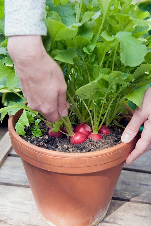 best Vegetables With Shallow Roots To Grow In Small Pots