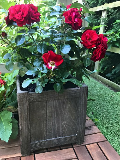 Best Pots For Roses 2