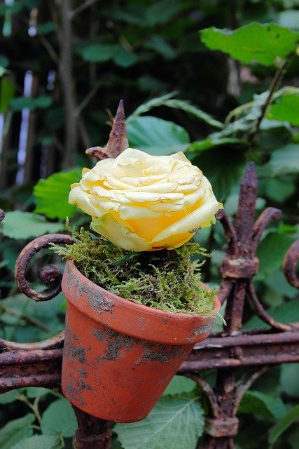 Choose The Best Pots For Roses