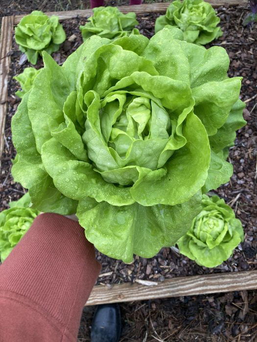 best way to harvest lettuce 1