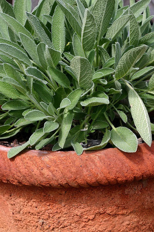 Growing Sage In Pots